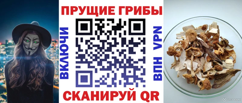 Псилоцибиновые грибы Psilocybine cubensis Кола